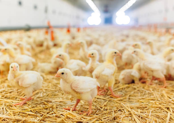 Jihad Poultry Farm facility and modern shed operation
